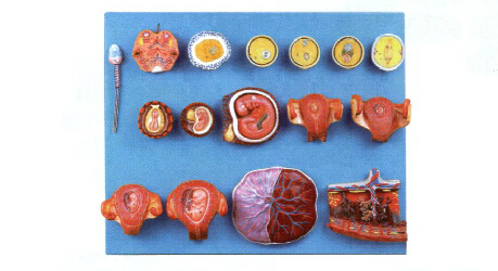 受精與早期胚胎發(fā)育過(guò)程模型-A42002